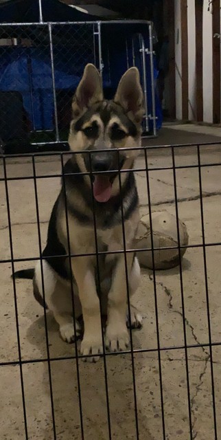 wolf puppies for sale gumtree